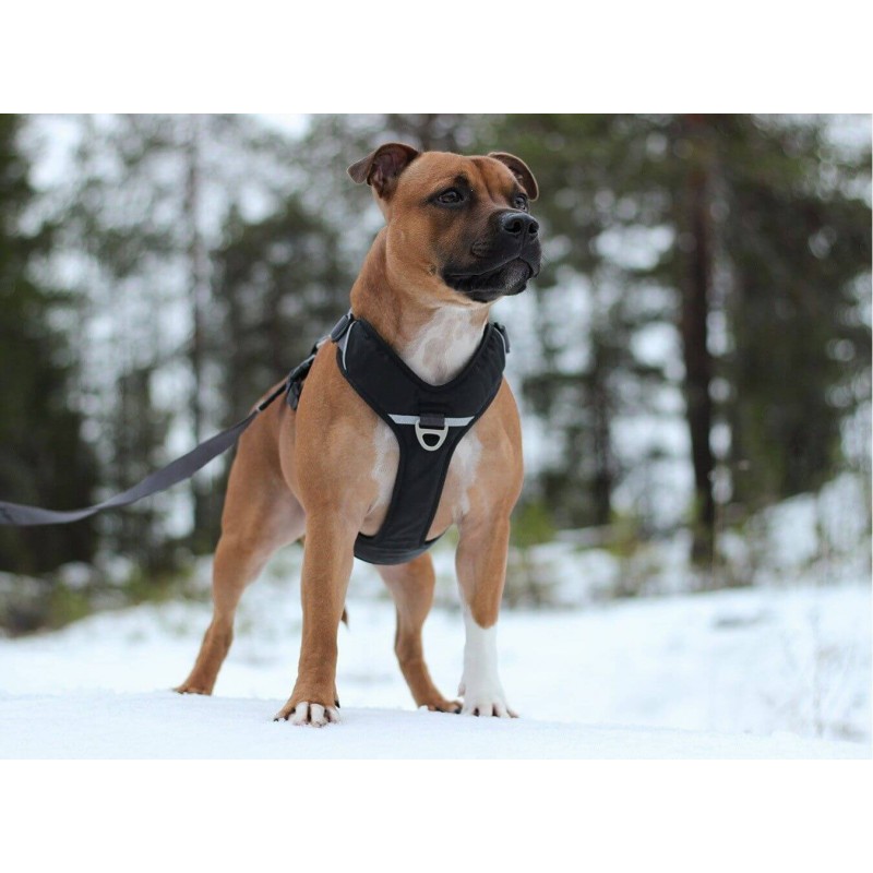 I-Dog - I DOG Harnais Canicross - Taille L - Violet - Pour chien -  Equipement de transport pour chien - Rue du Commerce