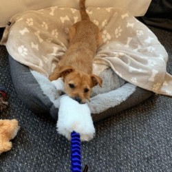 Little Tuggers Sheepskin  Bungee Tug