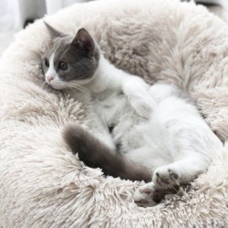Coussin Rêve - 1